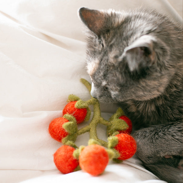 Gray cat playing with a red and green cat toy on a white surface