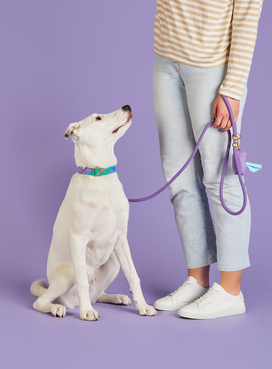 A white dog wearing a colorful patterned collar sits on a lavender studio background while a person in a cream and orange striped long-sleeve top, light blue jeans, and white sneakers holds a purple retractable dog leash with a small tassel.