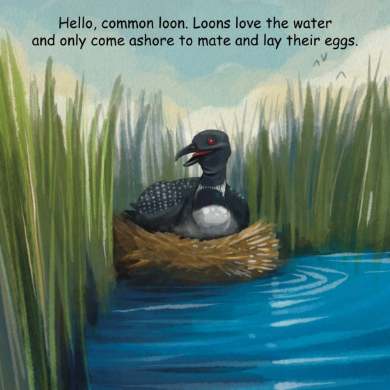 Loon bird in a nest surrounded by tall grasses and water