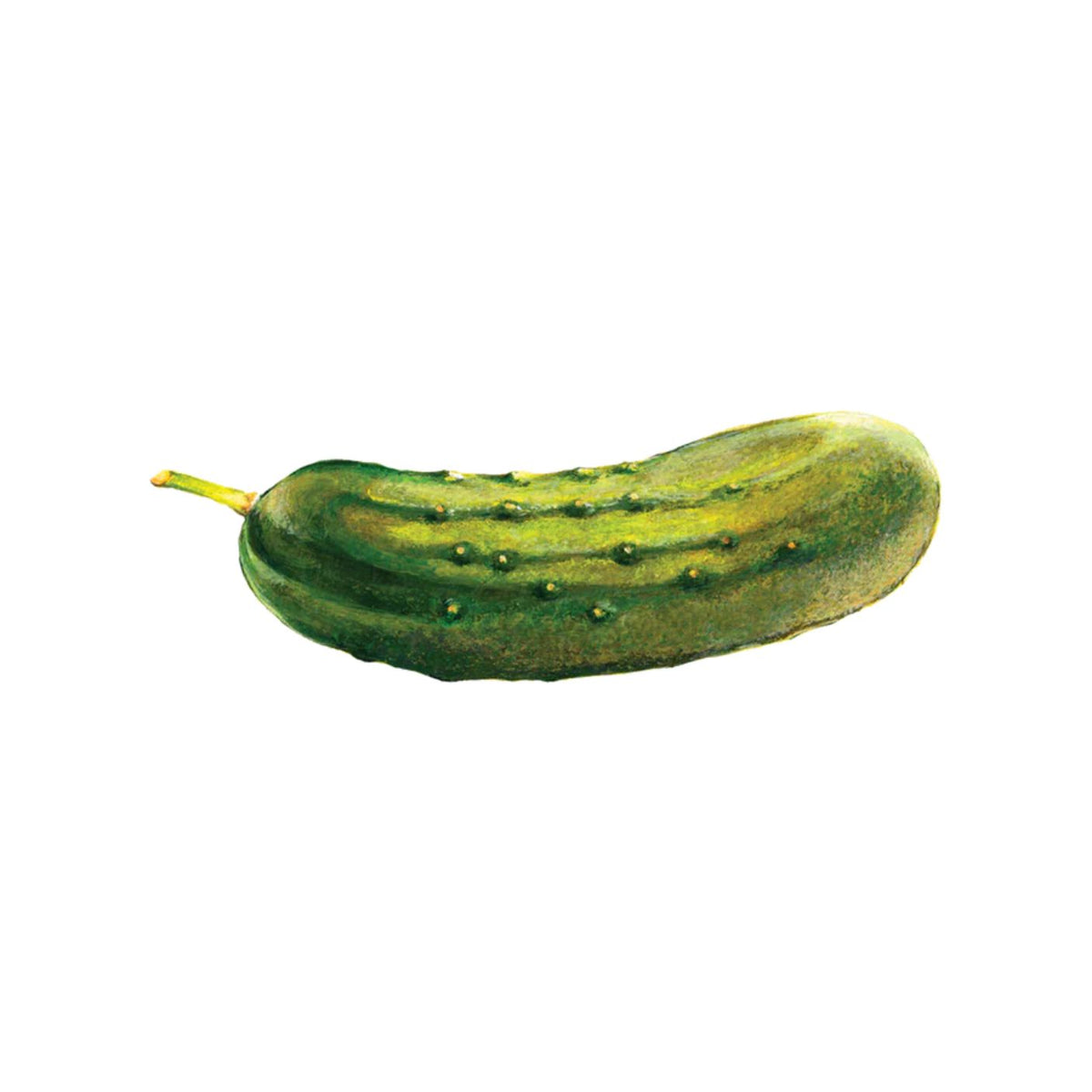 Illustration of a green cucumber on a white background