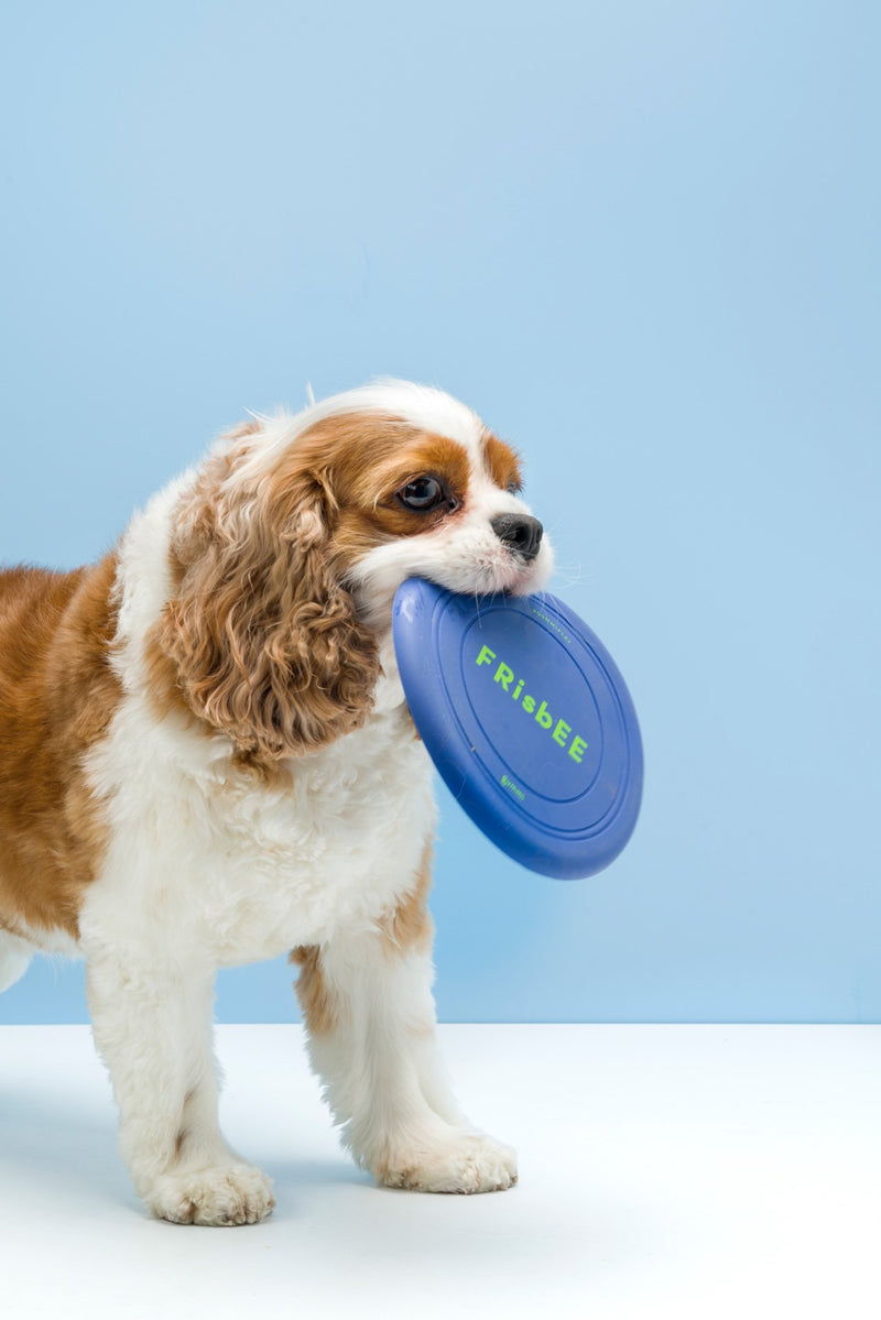 Silicone Dog Frisbee by Gummi Pets Pets Gummi Pets   