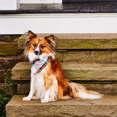 Regent Plaid Flannel Bandana by The Foggy Dog Pets The Foggy Dog   